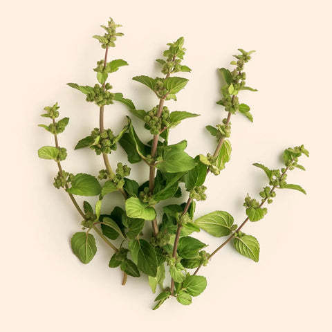 Tulsi (Holy Basil)